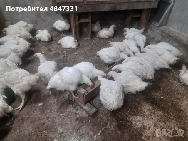 Кокошки                    ., снимка 2 - Кокошки и пуйки - 56156044