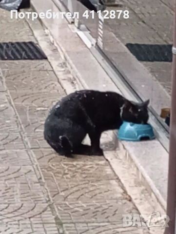 Намерено черно коте в кв.Хладилника