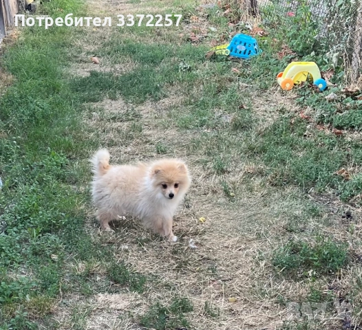 Померан мини шпиц, снимка 1