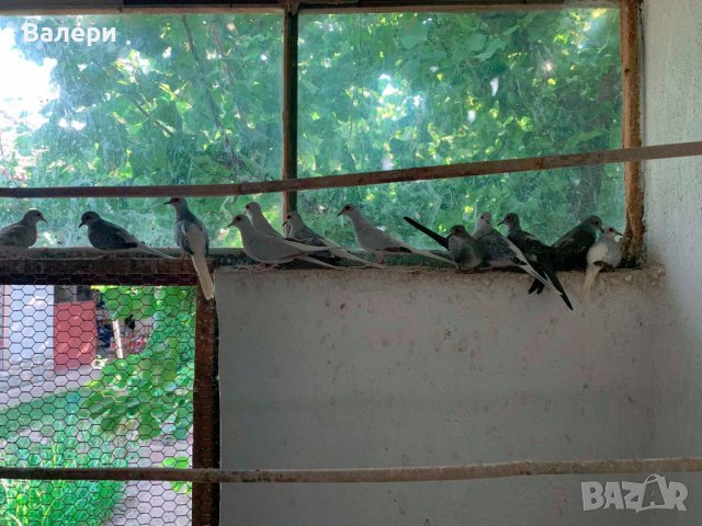 Продавам диамантени гургулици , снимка 3 - Папагали - 41982175