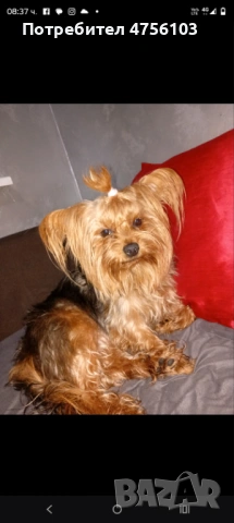 Продавам Йоркширски териерчета, снимка 7 - Йоркширски териер - 53725169