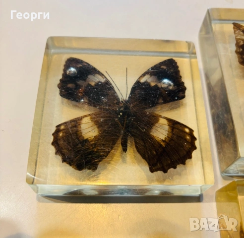 Пеперуди, снимка 10 - Колекции - 53656258