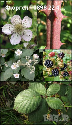 Къпина хималая  (Rubus Himalaya), снимка 2 - Градински цветя и растения - 42222319