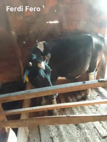 5 br mladi kravi bremeni kırjali, снимка 5 - Крави - 56098779