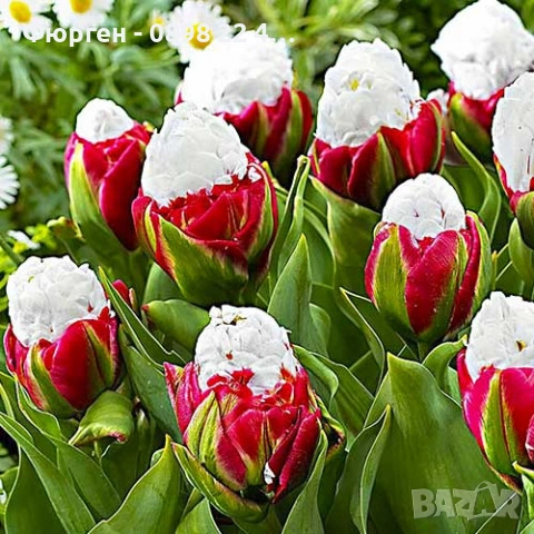 Луковици  на сладоледено лале, снимка 5 - Разсади - 51643678