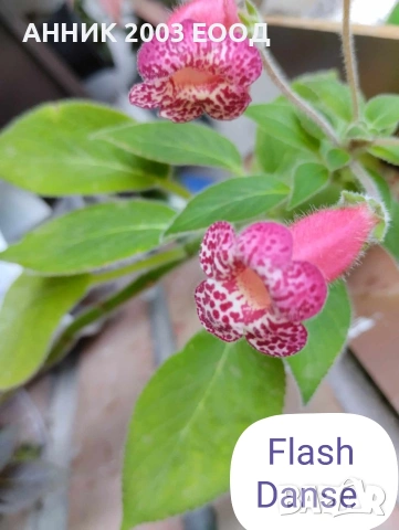 Сортови колерии, снимка 5 - Стайни растения - 53782439