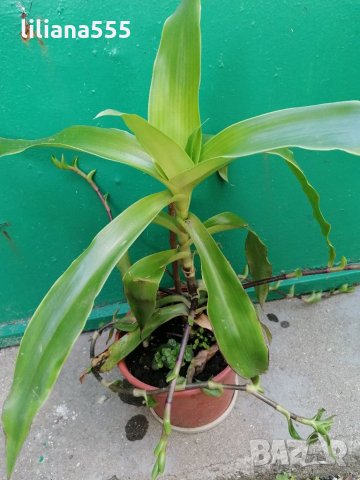 Ароматна кализия, снимка 2 - Стайни растения - 34247168