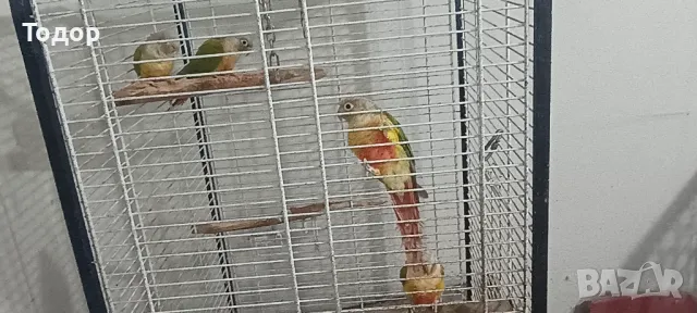 Пирури, снимка 8 - Папагали - 47197088