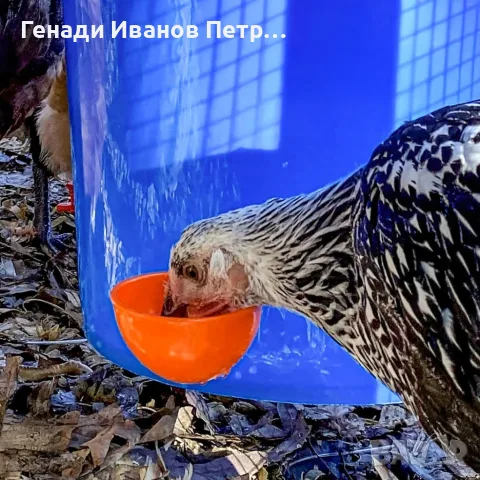 Автоматична поилка за птици, 5 бр., снимка 15 - За птици - 56089438
