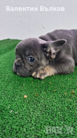 Продавам две  френски булдочета, снимка 8 - Френски булдог - 52897524