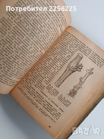 Лозарство 1953г, снимка 6 - Специализирана литература - 53243598