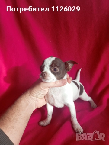 Чихуахуа момиче 
