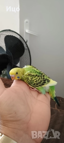 Социални вълнисти папагали, снимка 5 - Папагали - 52106934