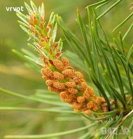 Боров МЕД от борови връхчета , снимка 4 - Домашни продукти - 41639808