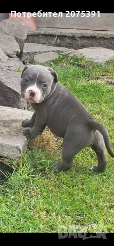 Американско були покет  American bully 