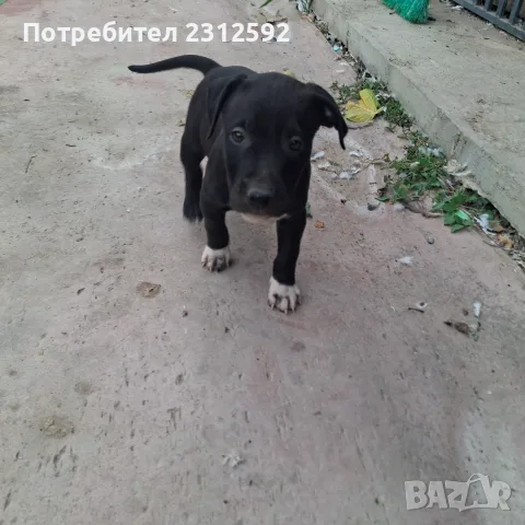 Продават се питбучета!