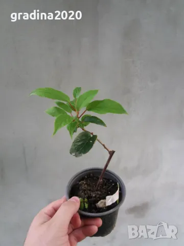 Червено киви - Налични 4 сорта Студоустойчиви, снимка 10 - Разсади - 49381590