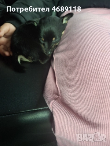 Продават се , снимка 2 - Пинчер - 52866050