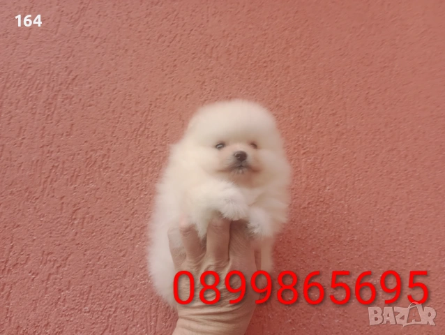 Женски Померан., снимка 6 - Померан - 53598305