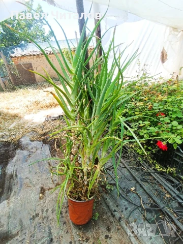 Лечебно Алое Вера в саксия, снимка 3 - Стайни растения - 50588661