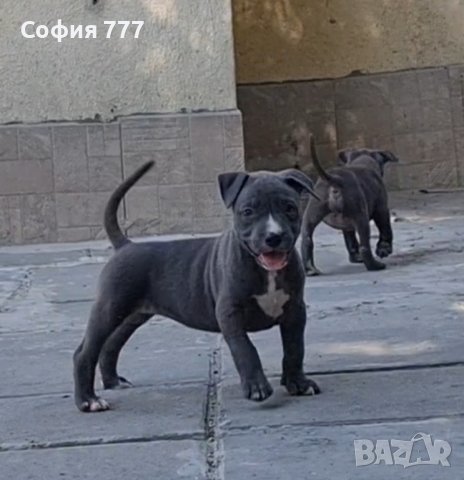 американско були XL, снимка 6 - Питбул - 41973126