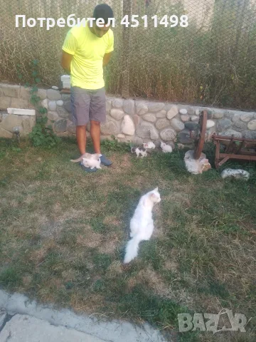 Котенца на 2,5 месеца