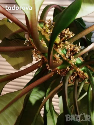 Плюеща палма- Euphorbia leuconeura , снимка 2 - Градински цветя и растения - 56216788