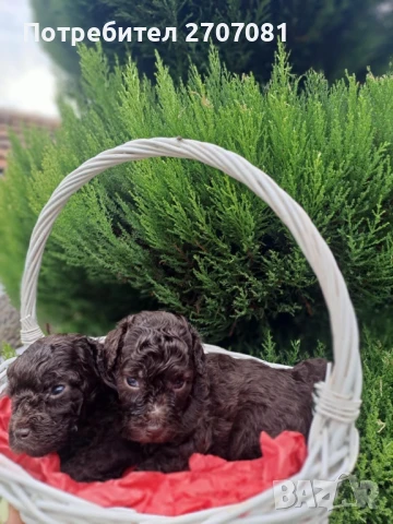 Шоколадови Пудели, снимка 9 - Пудели - 51360640