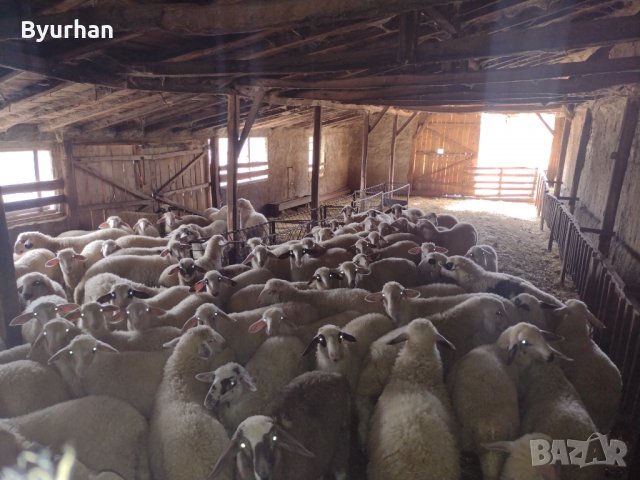 Продавам агнета, снимка 2 - Овце - 35929800