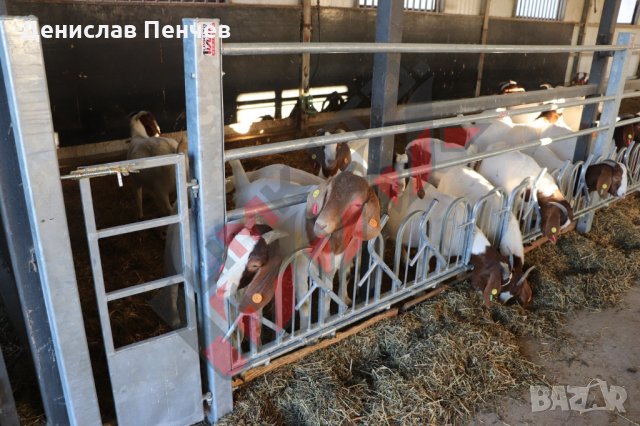 Хранителни решетки със заключващ механизъм за овце и кози, снимка 12 - За селскостопански - 34655140