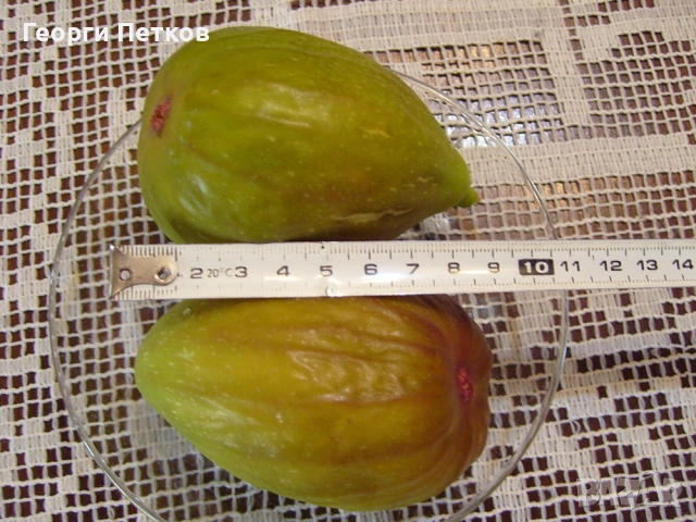 Смокини в кофичка., снимка 7 - Градински цветя и растения - 53482212