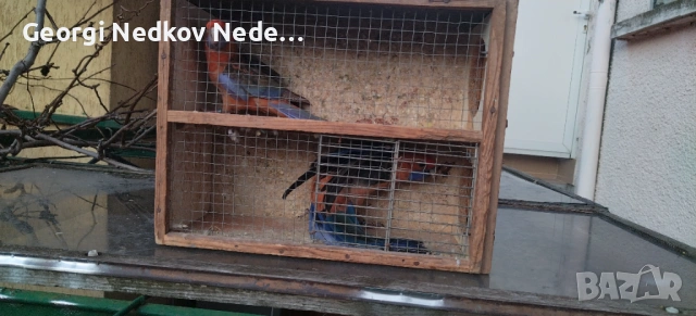 Чифт оранжеви пенанти, снимка 5 - Папагали - 53025313