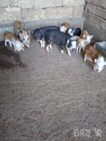 Продавам Виетнамски прасета , снимка 1