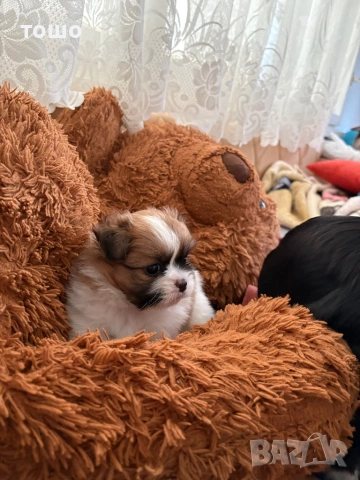 Пумеран -хин