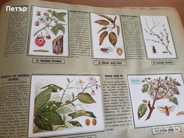 Царство България-Илюстрованъ Албумъ- Агрономия, снимка 5 - Антикварни и старинни предмети - 41481502