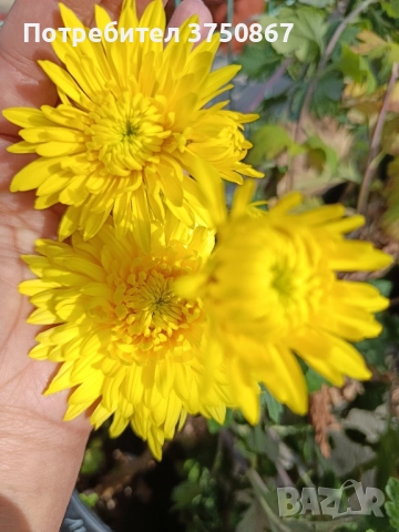 💞😍♥️ Уникални български хризантеми – селекция, създадена с грижа! 💞♥️💞, снимка 14 - Градински цветя и растения - 50782033