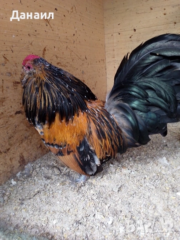 Антверпенска брадата бантамка, снимка 8 - други­ - 53381041