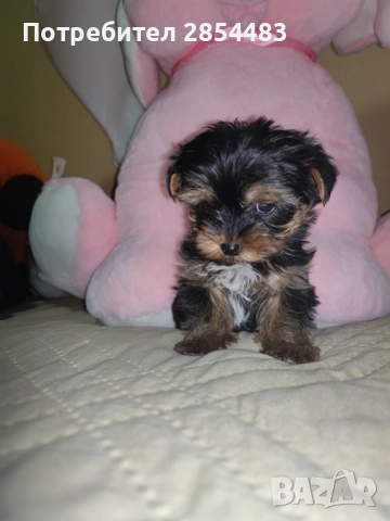 Йоркширски териер , снимка 4 - Йоркширски териер - 52488077