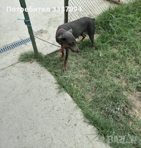 Чистокръвни добермани, снимка 4 - Доберман - 56045589