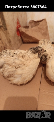 Продавам мъжки пъдпъдъци 3 лева за брой , снимка 14 - Кокошки и пуйки - 51025907