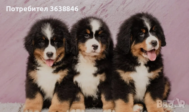 Бернска овчарка