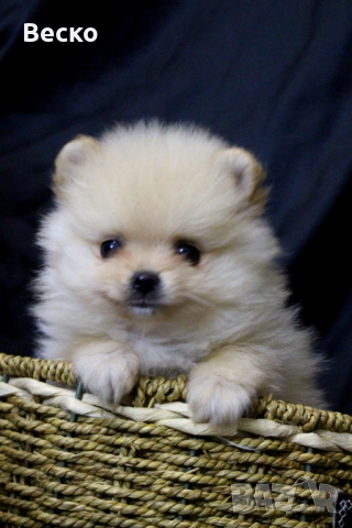 Померан мини мъжко , снимка 2 - Померан - 52932515