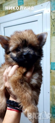 Продавам Йоркширски териер , снимка 7 - Йоркширски териер - 52893313