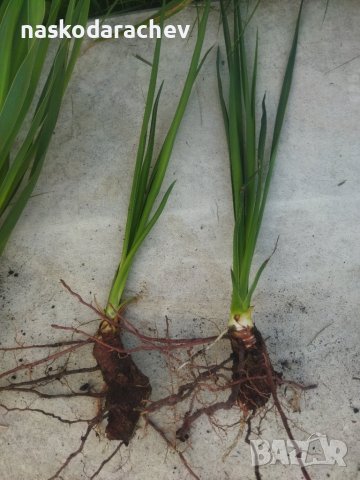 Юка разсад в контейнер с пръст и на гол корен , снимка 5 - Градински цветя и растения - 41805727