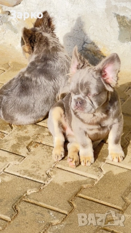 Френски булдог, снимка 6 - Френски булдог - 51228287