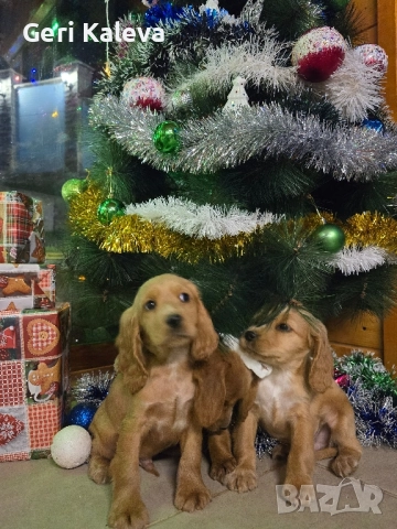 чистокръвни Кокер Шпаньоли, снимка 5 - Кокер шпаньол - 52750267