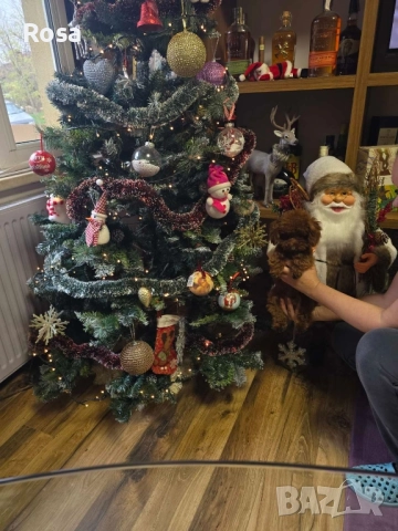 Продавам пудел , снимка 6 - Пудели - 52582556