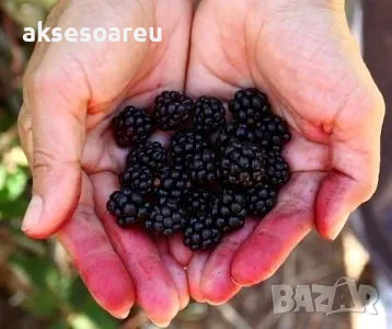 Висококачествени нови семена от хранителна Къпина без бодли Rubus rusticanus 50+ семена антиоксидант, снимка 16 - Сортови семена и луковици - 49257573