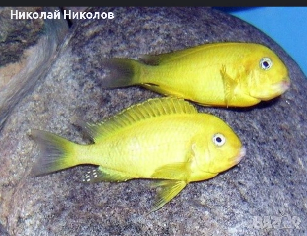 Африкански Цихлиди Танганика, снимка 11 - Рибки - 51768238