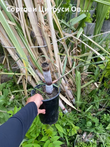 Захарна Тръстика